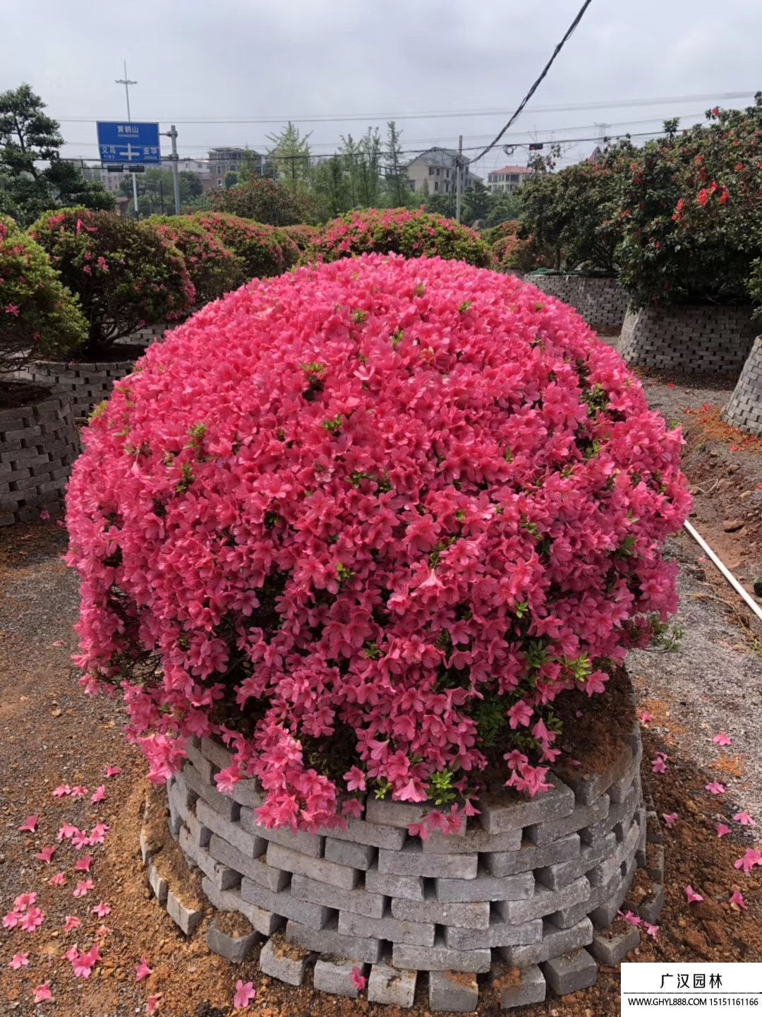 皋月杜鵑盆景