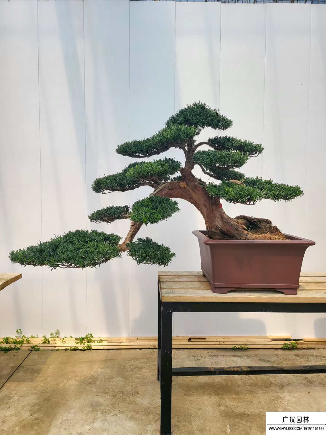 皋月杜鵑盆景