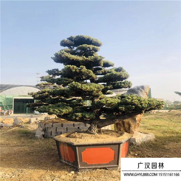 宮島大阪松