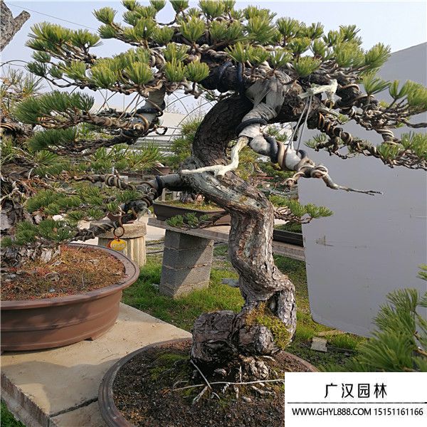 宮島大阪松