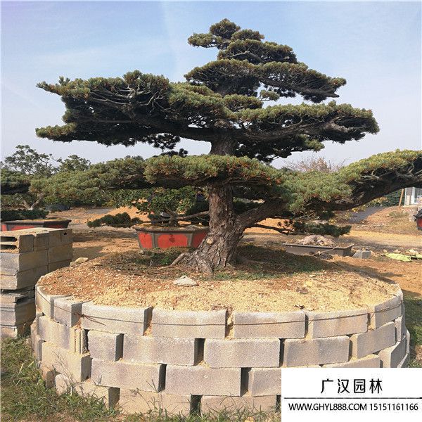 宮島大阪松