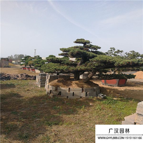 宮島大阪松