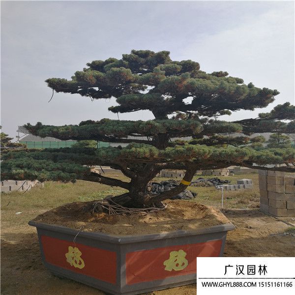 宮島大板松