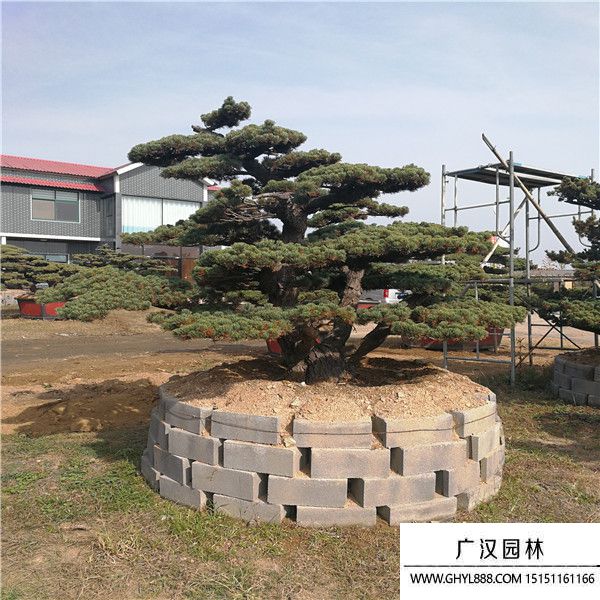 宮島大板松
