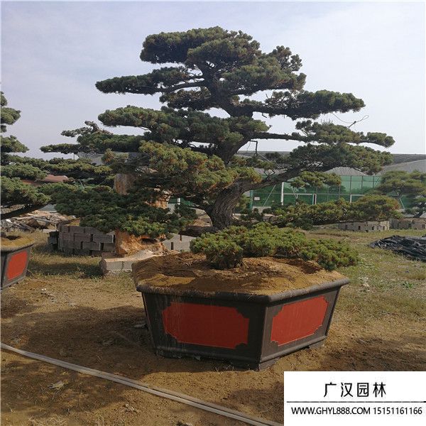 宮島大板松