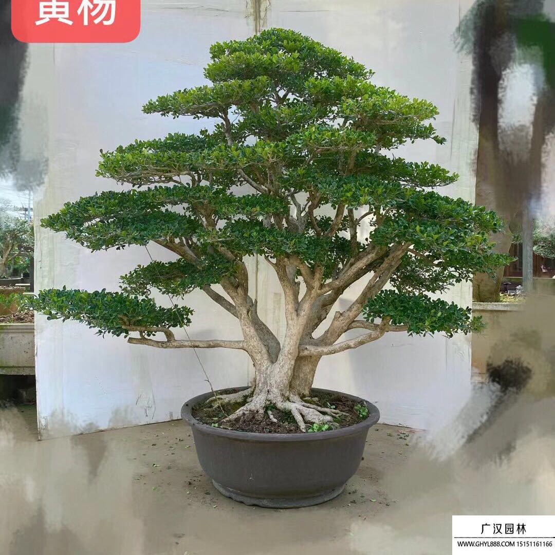 瓜子黃楊盆景