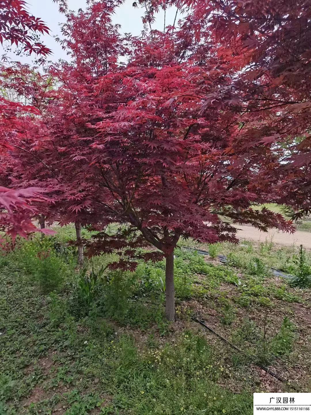 紅楓