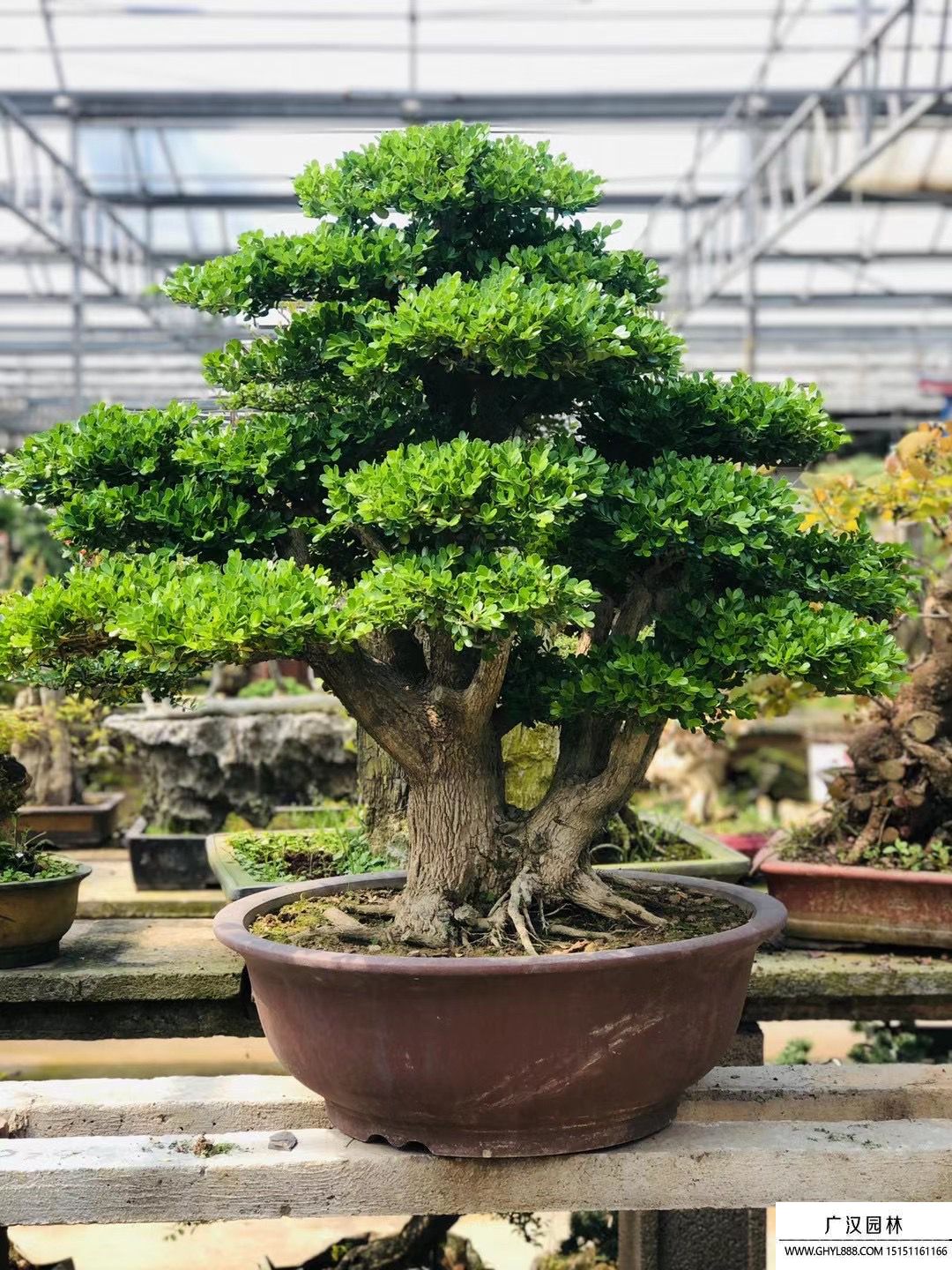 黃楊矮霸盆景