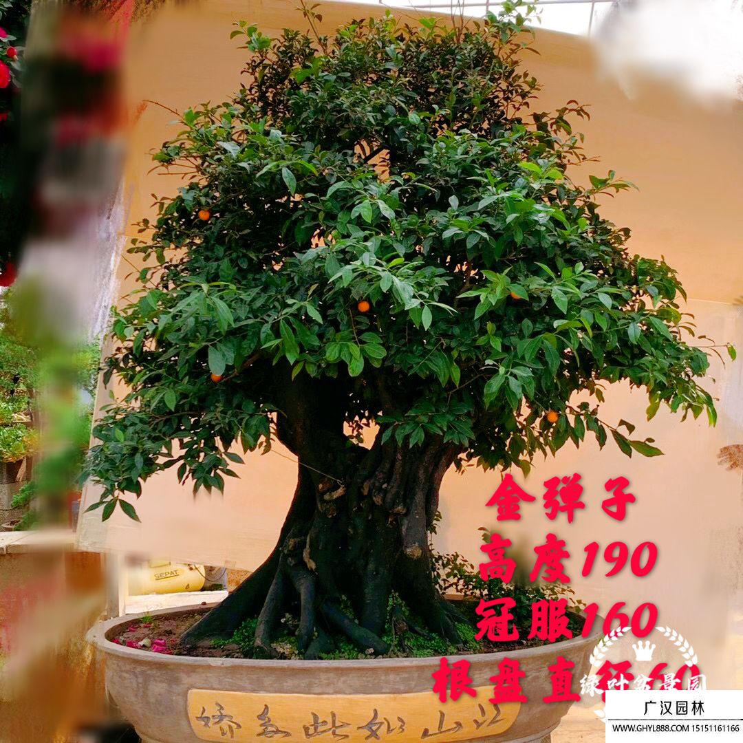 金彈子盆景