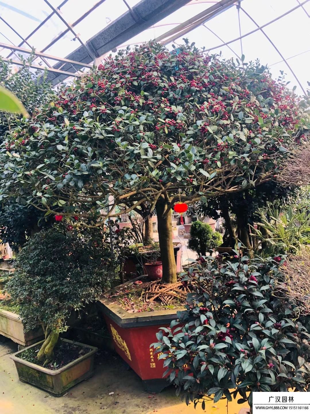 滿堂紅盆景