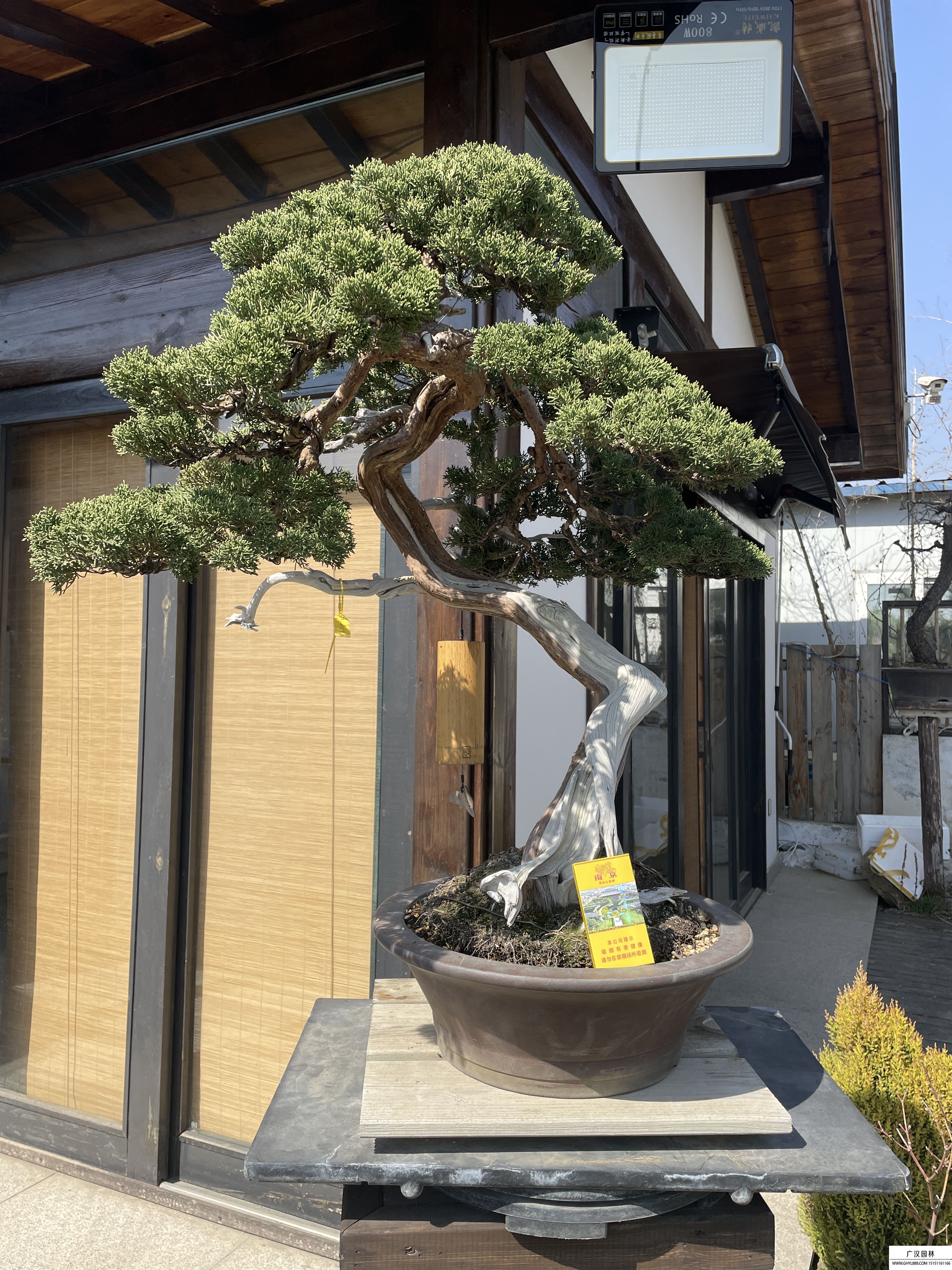 系魚川真柏盆景