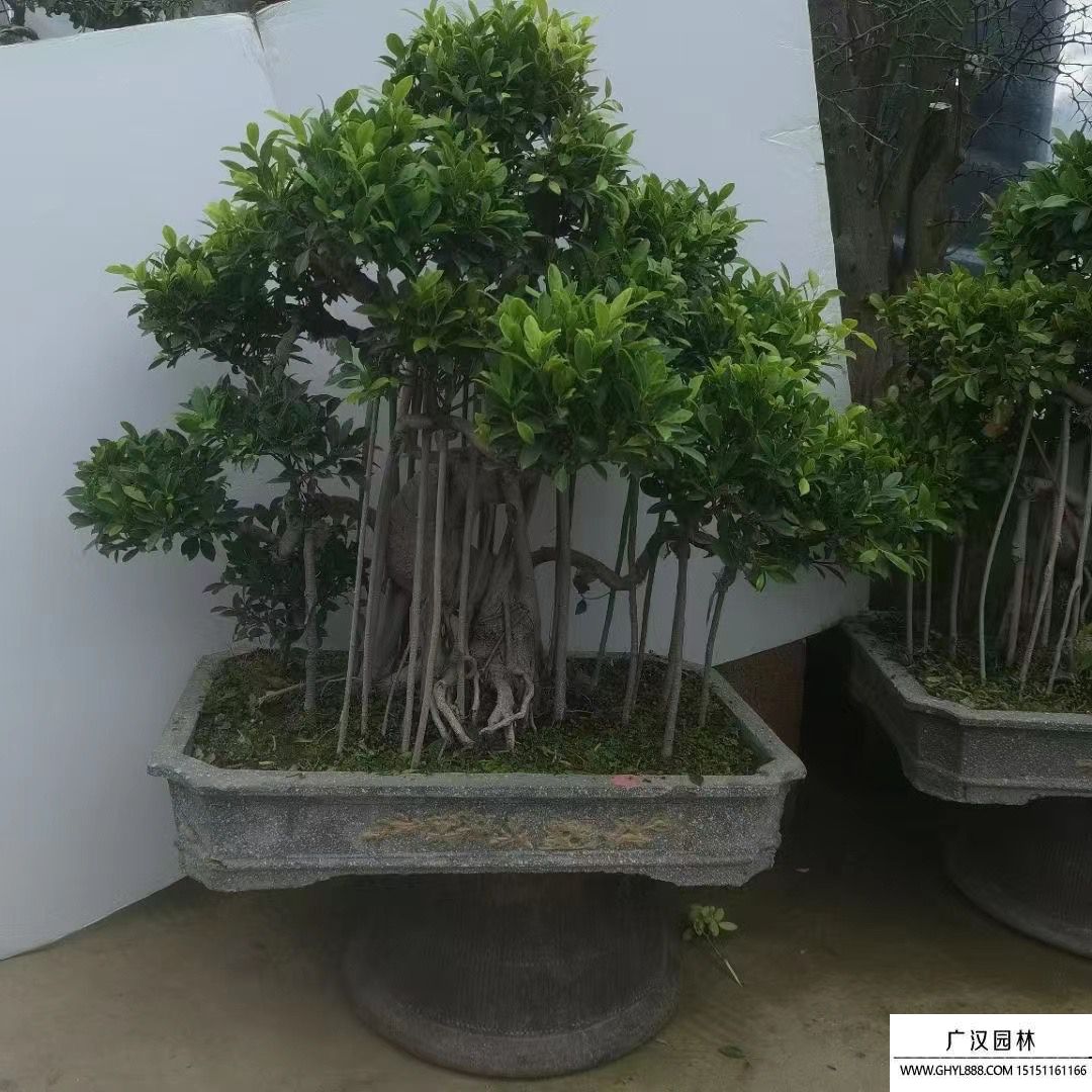 榕樹盆景