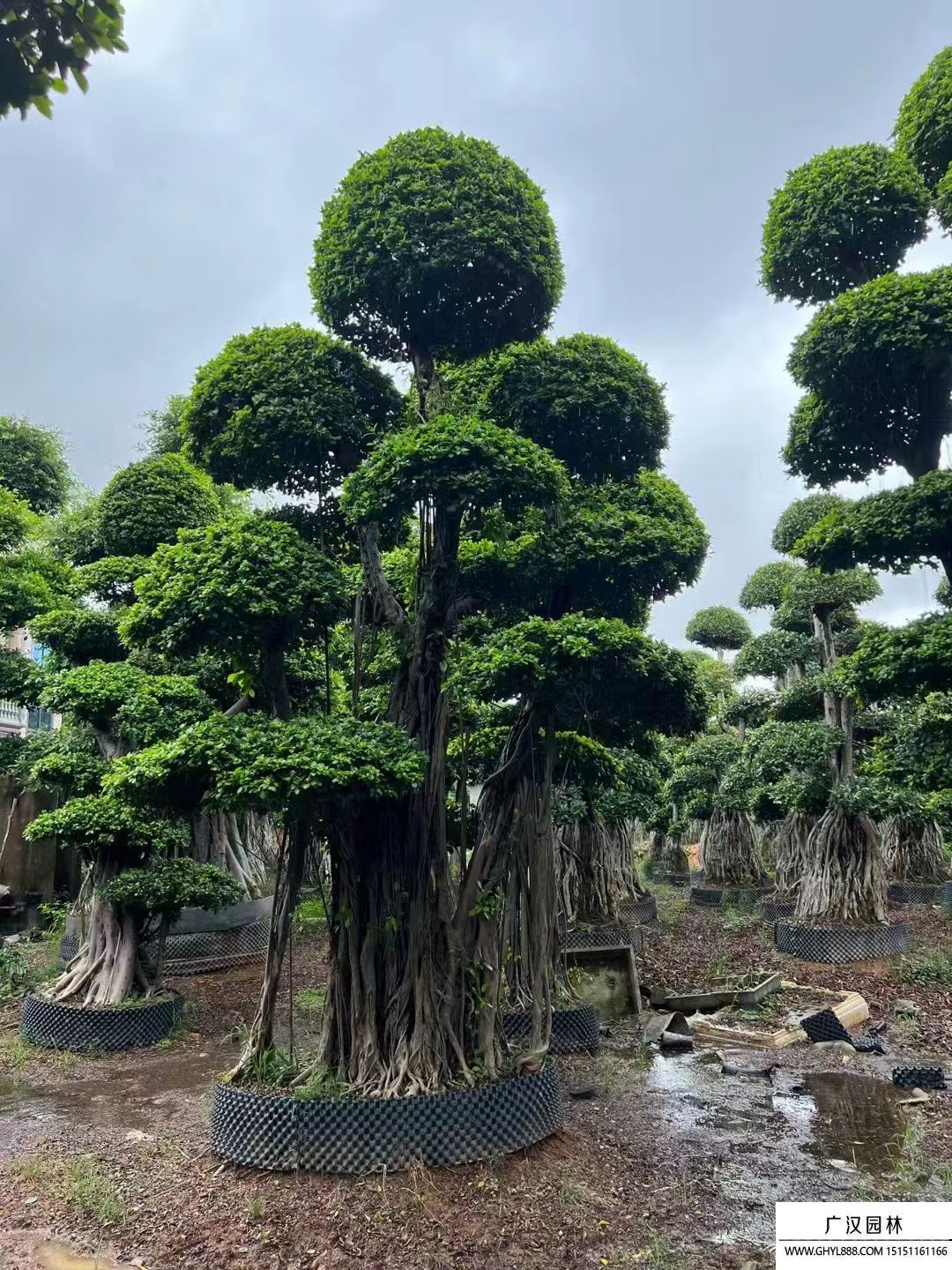 榕樹