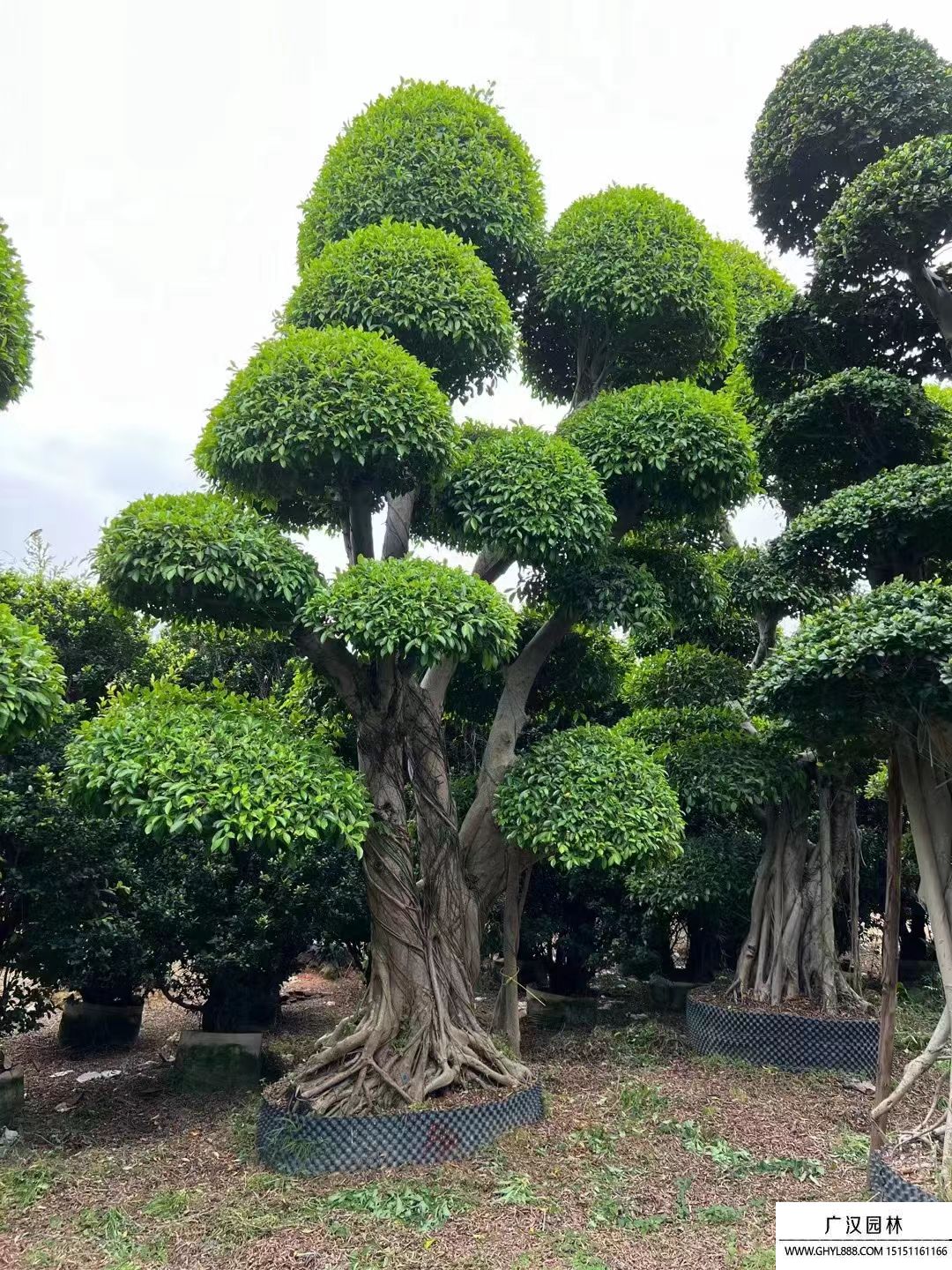 榕樹