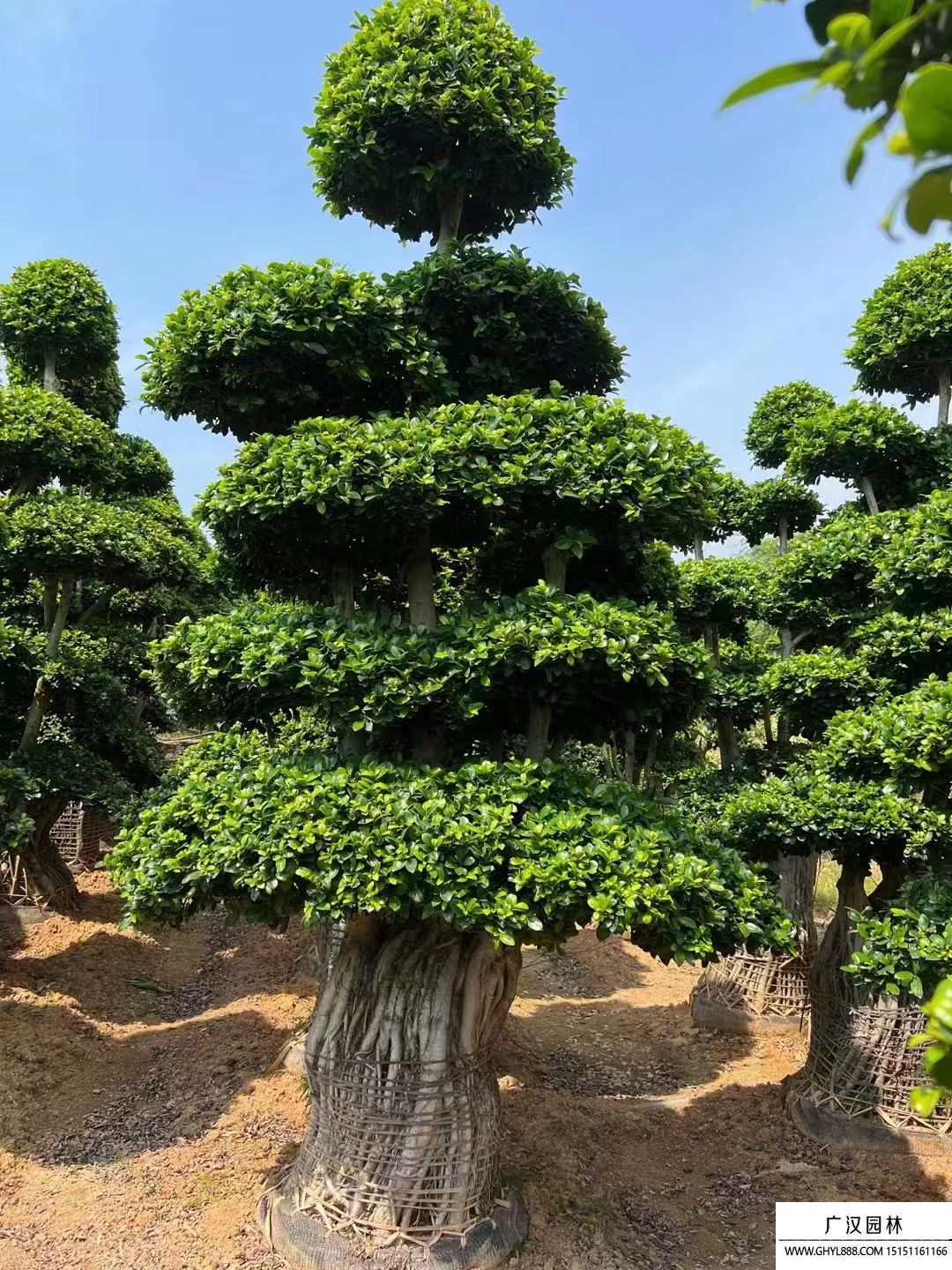 榕樹