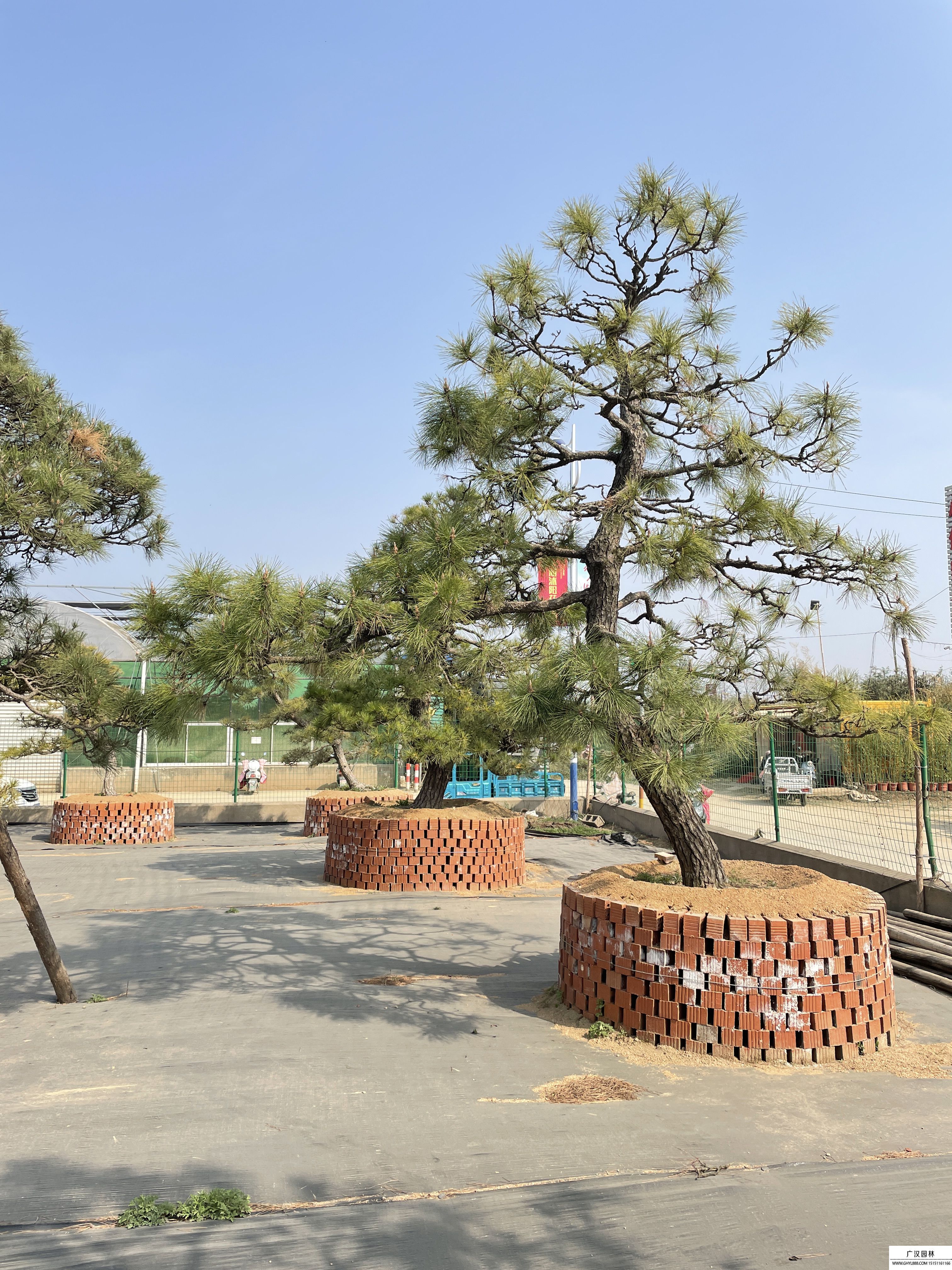 三河黑松地景樹