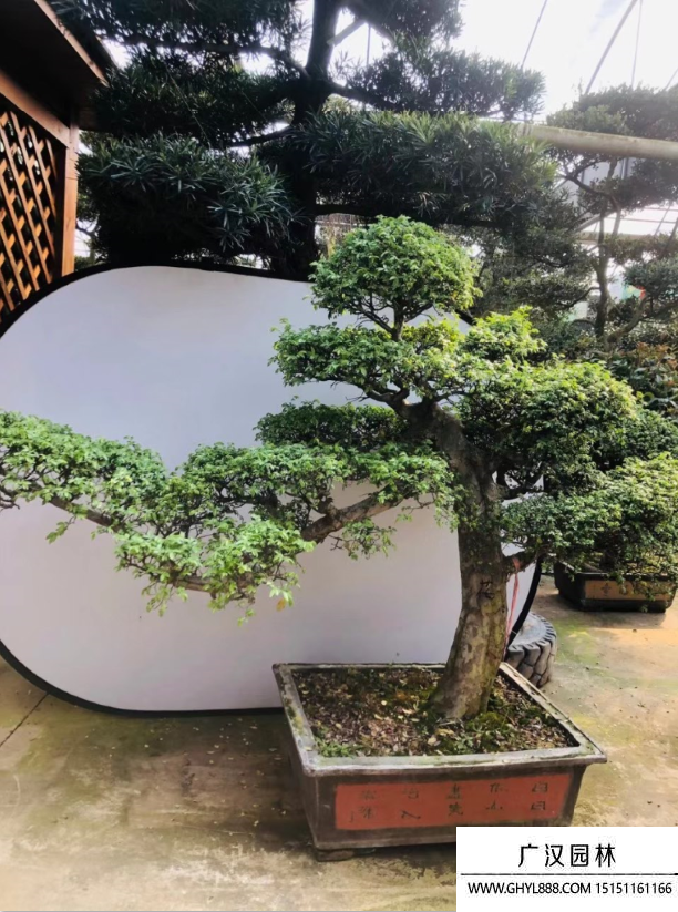 榆樹盆景