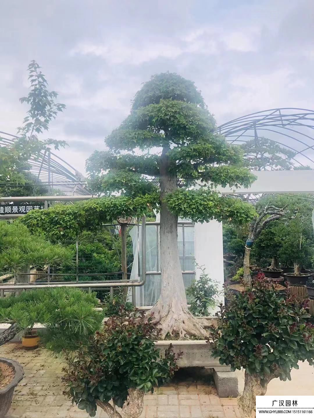 三角楓盆景