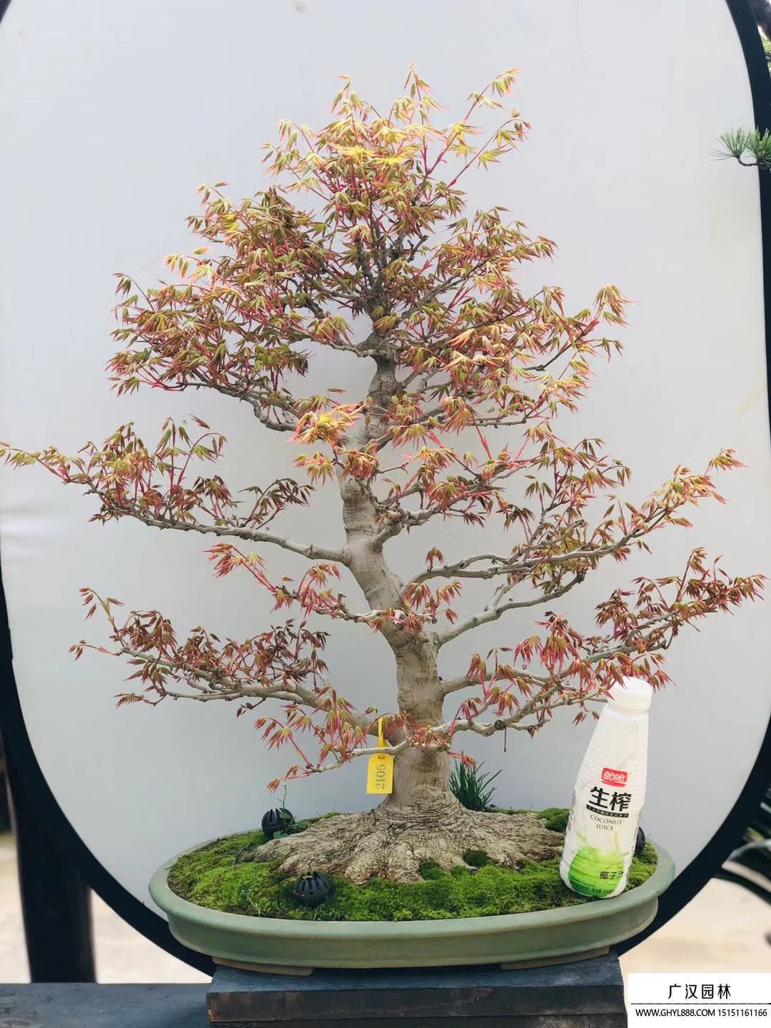 山紅葉盆景
