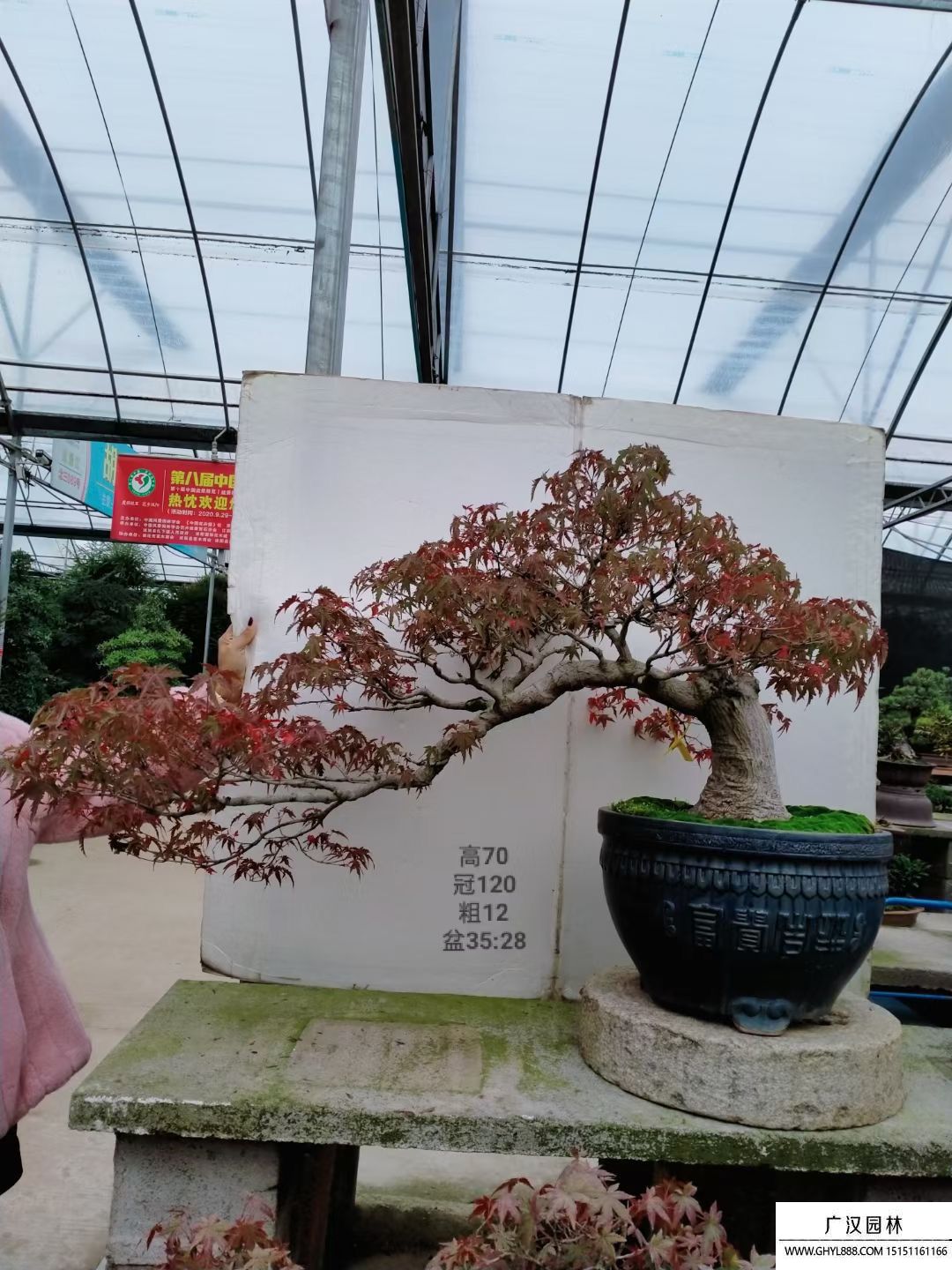 山紅葉盆景