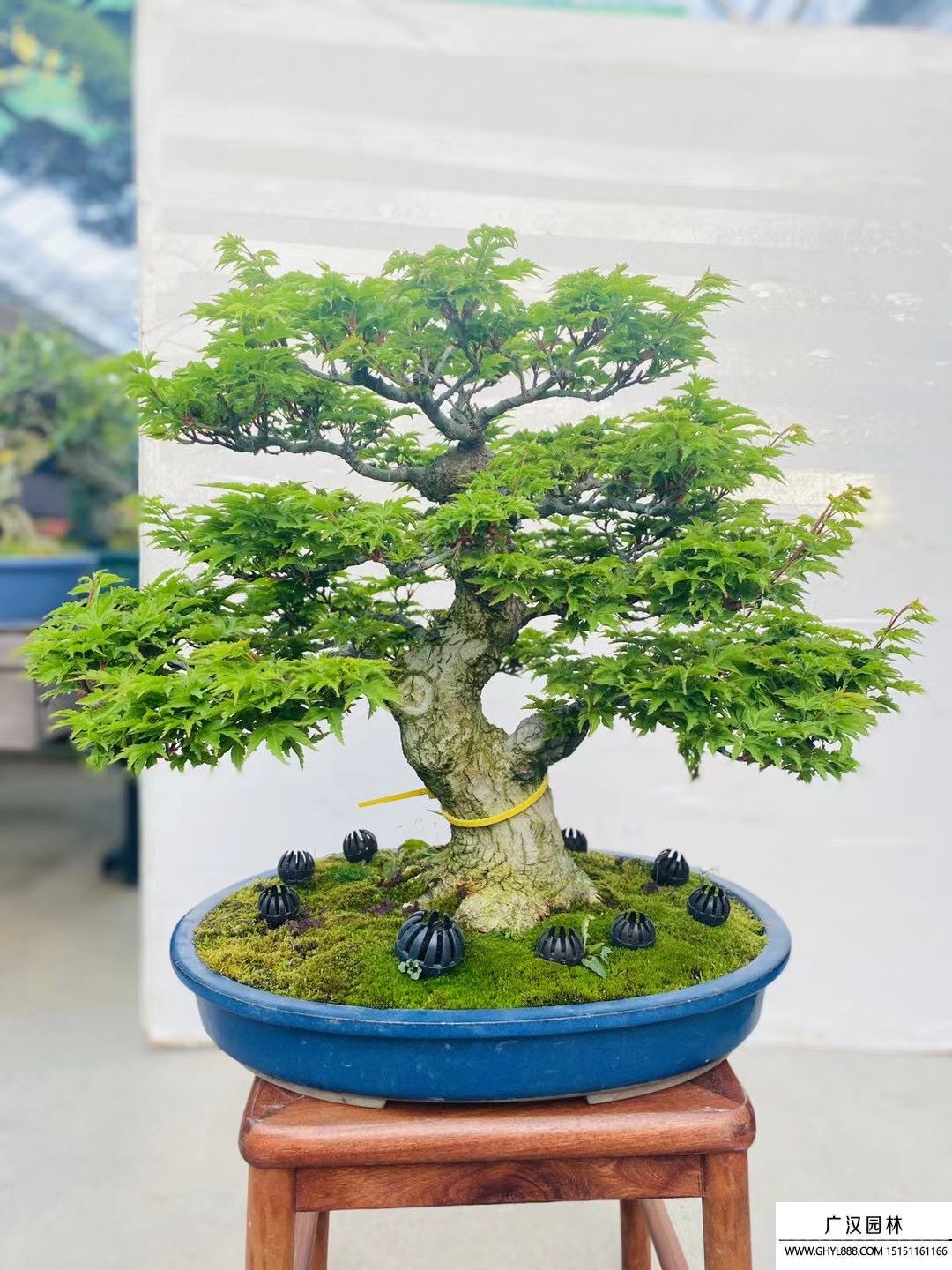 獅子頭盆景