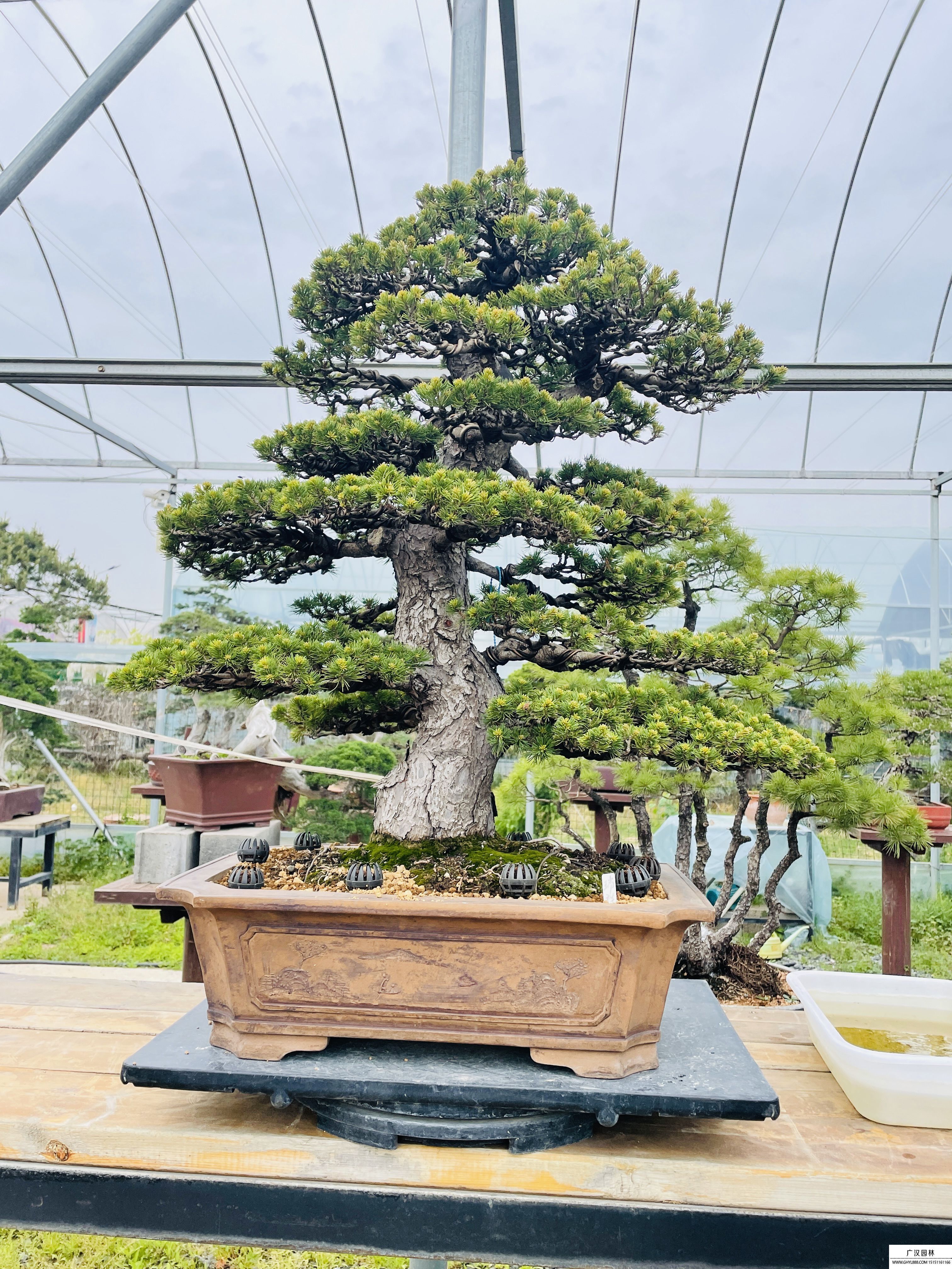 五葉松