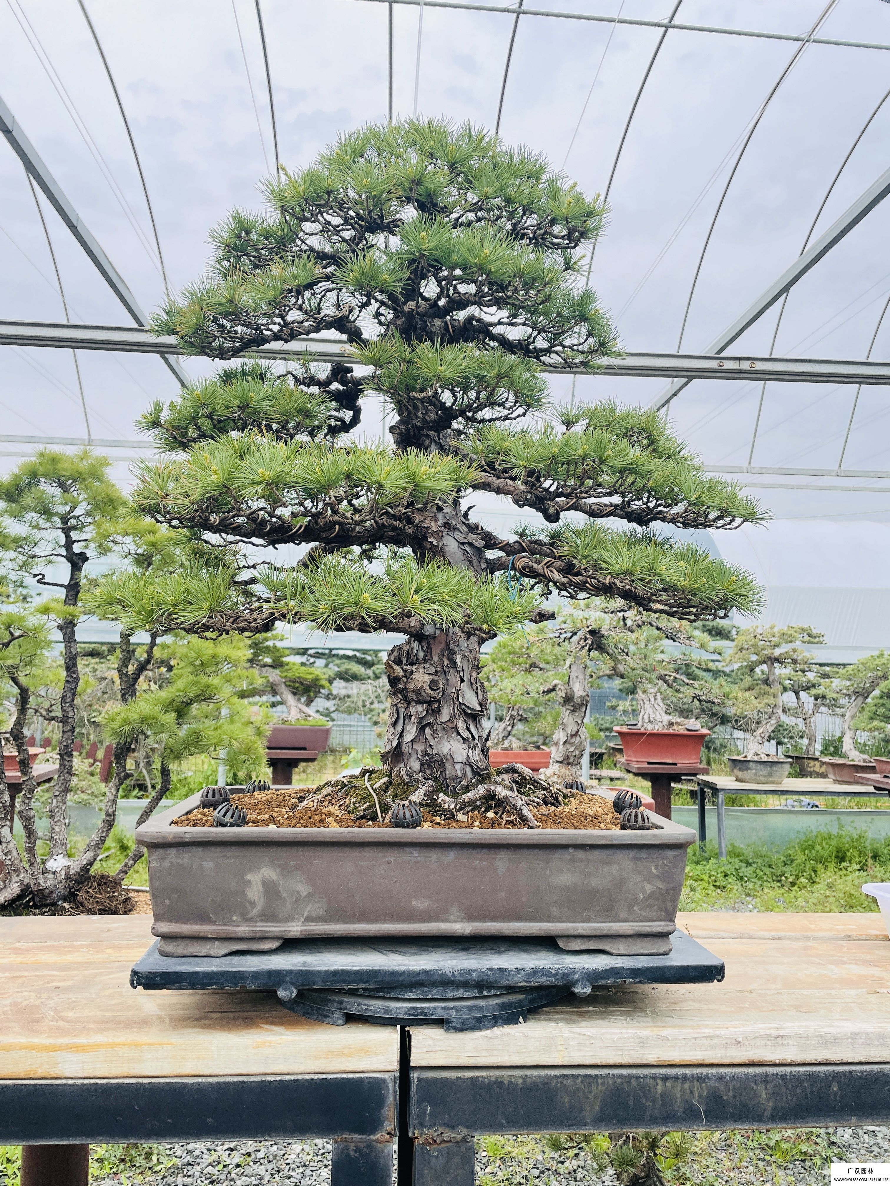五葉松