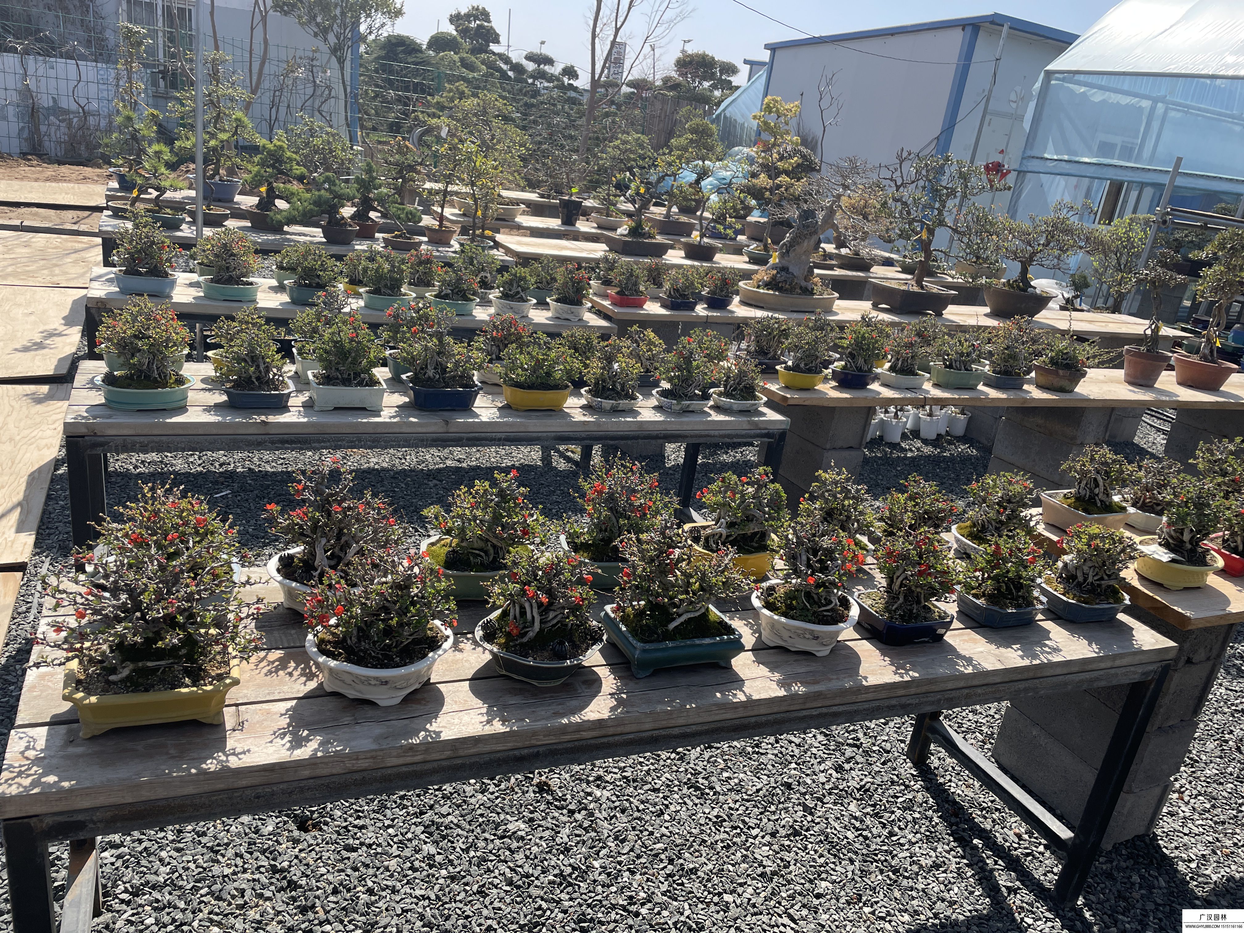 小品長壽梅盆景