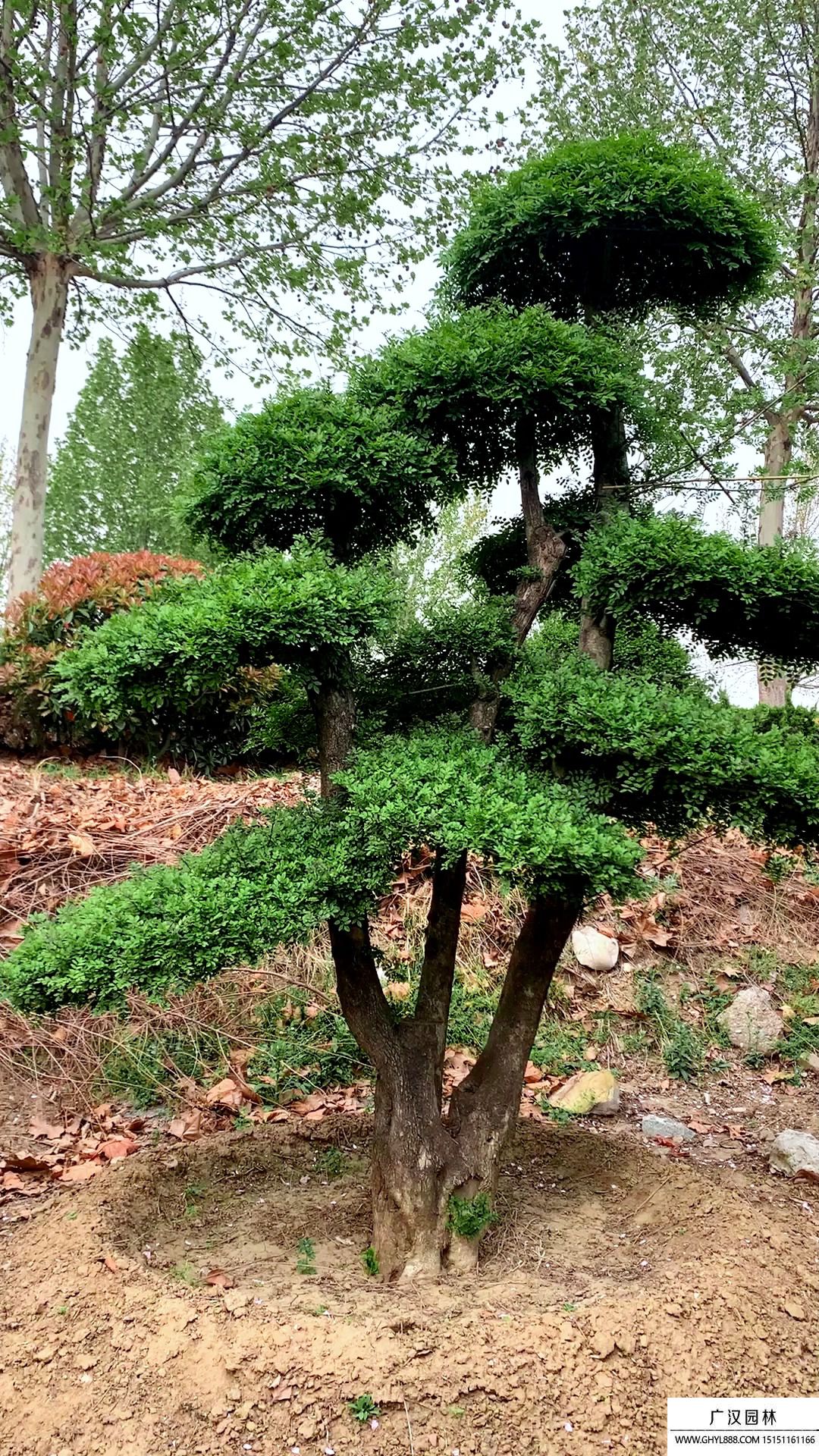 對節白蠟盆景