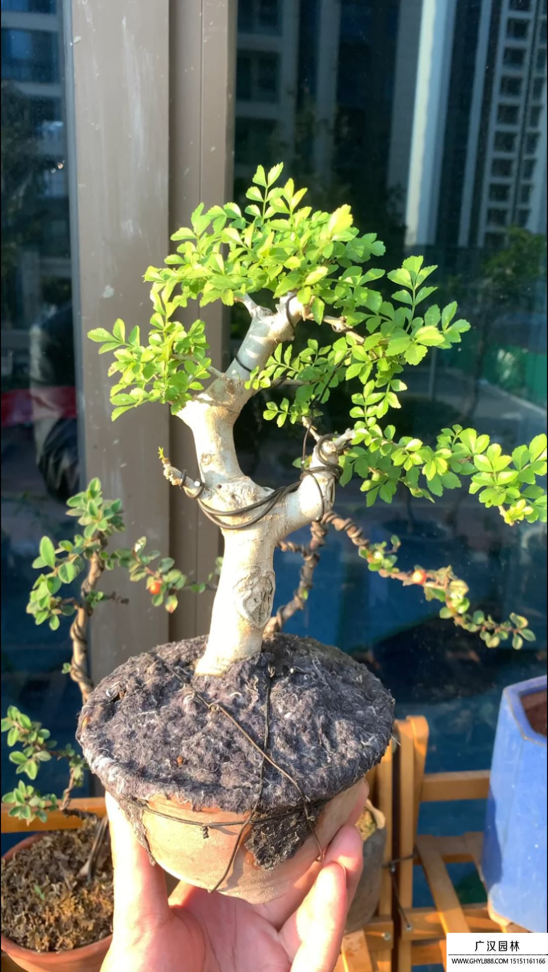 對節白蠟盆景