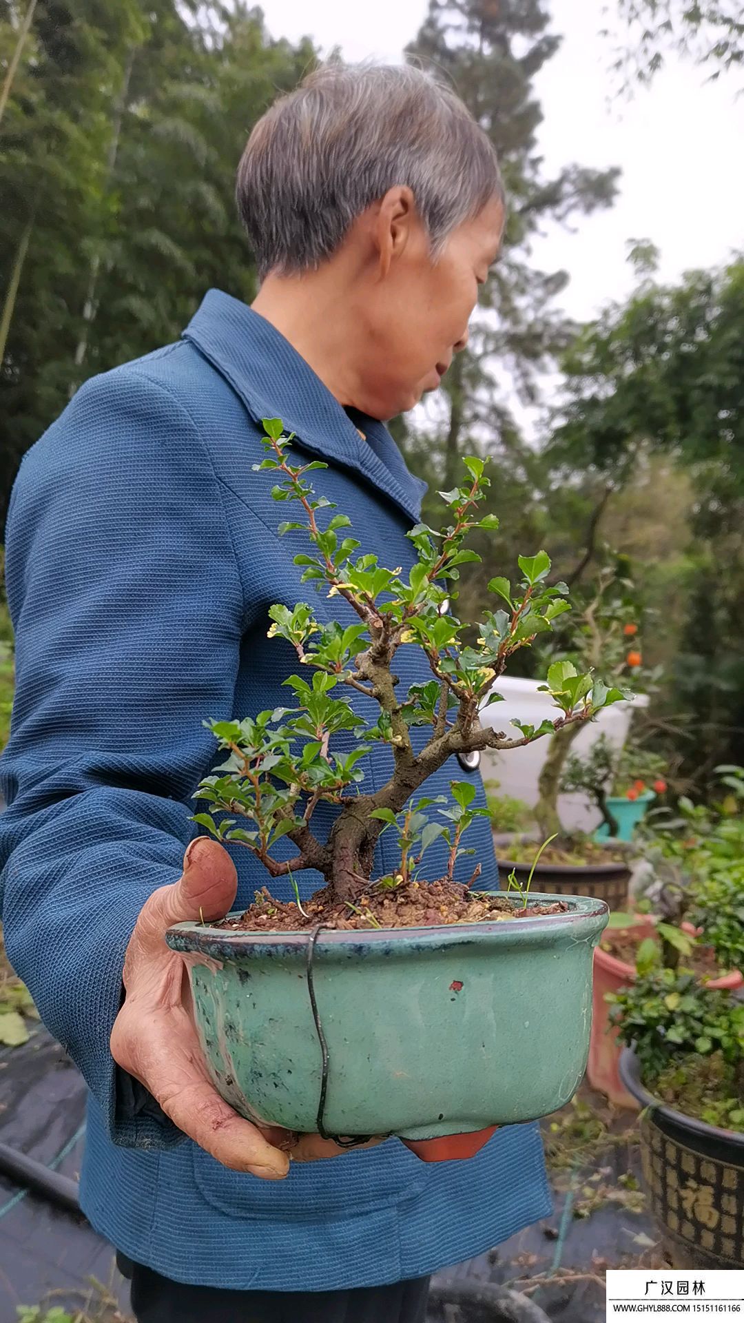 小品長壽梅盆景