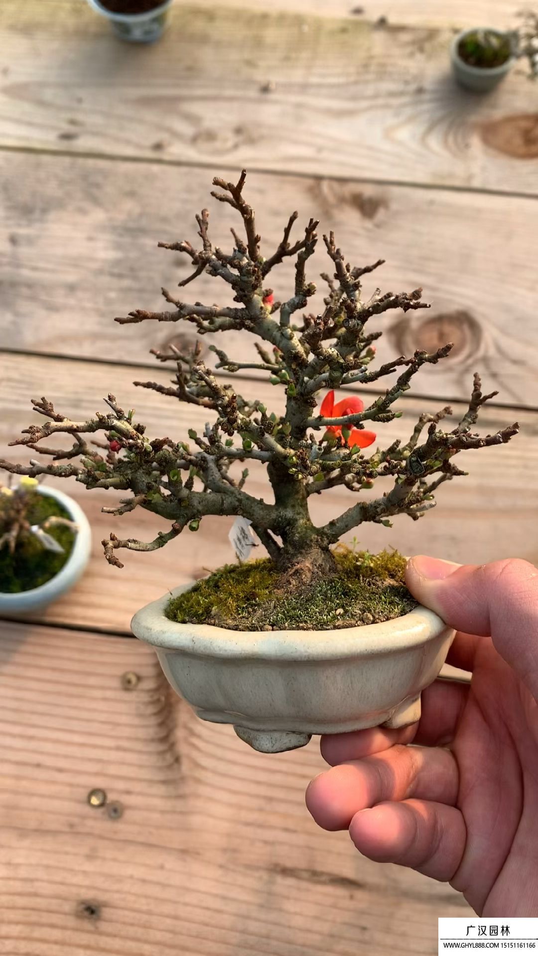 小品長壽梅盆景