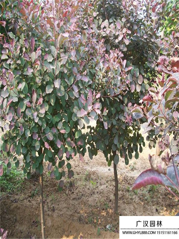 紅櫨.4.jpg