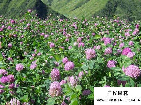 紅三葉種子