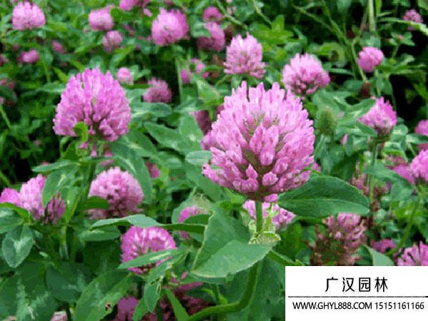紅三葉種子