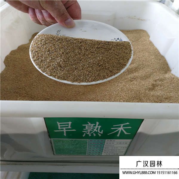 包衣早熟禾種子