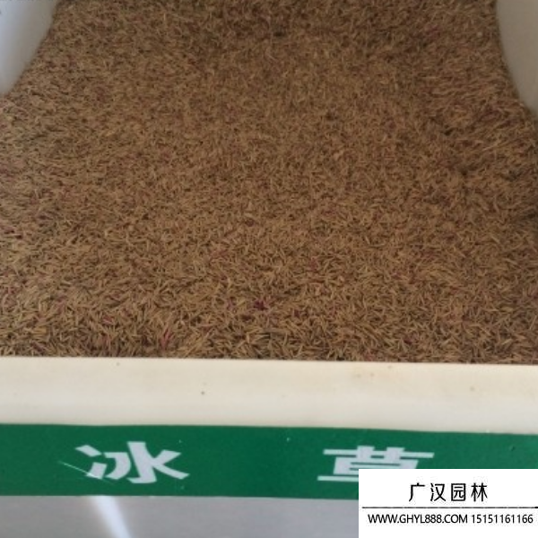冰草種子