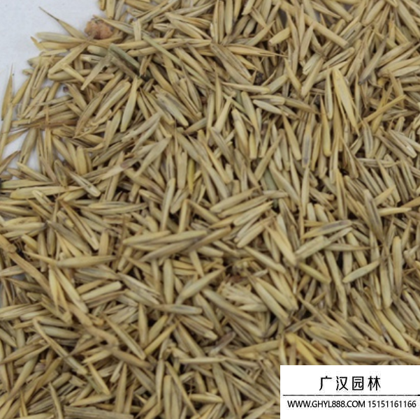 冰草種子