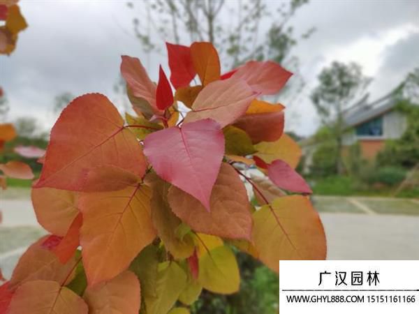 彩紅楊