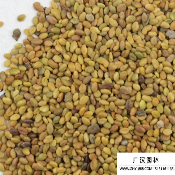 草木犀種子