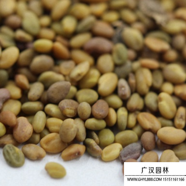 草木犀種子