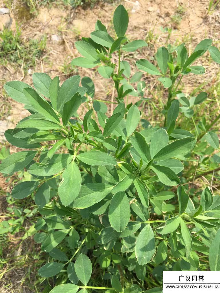 草木犀種子
