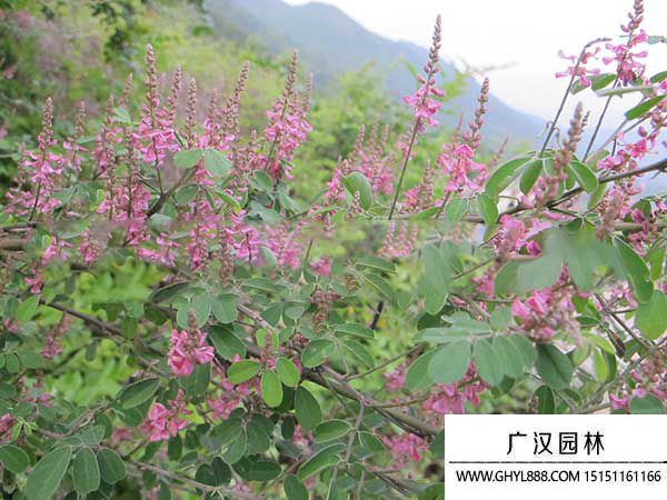 多花木蘭種子