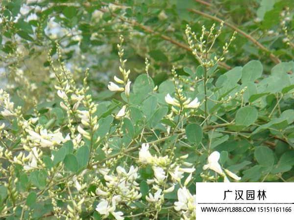 多花木蘭種子