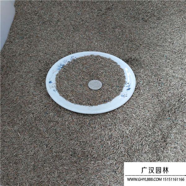 黑麥草種子