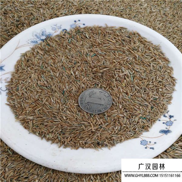 黑麥草種子