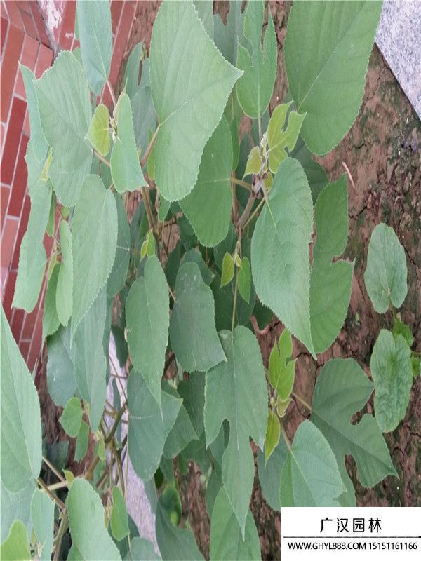 構樹