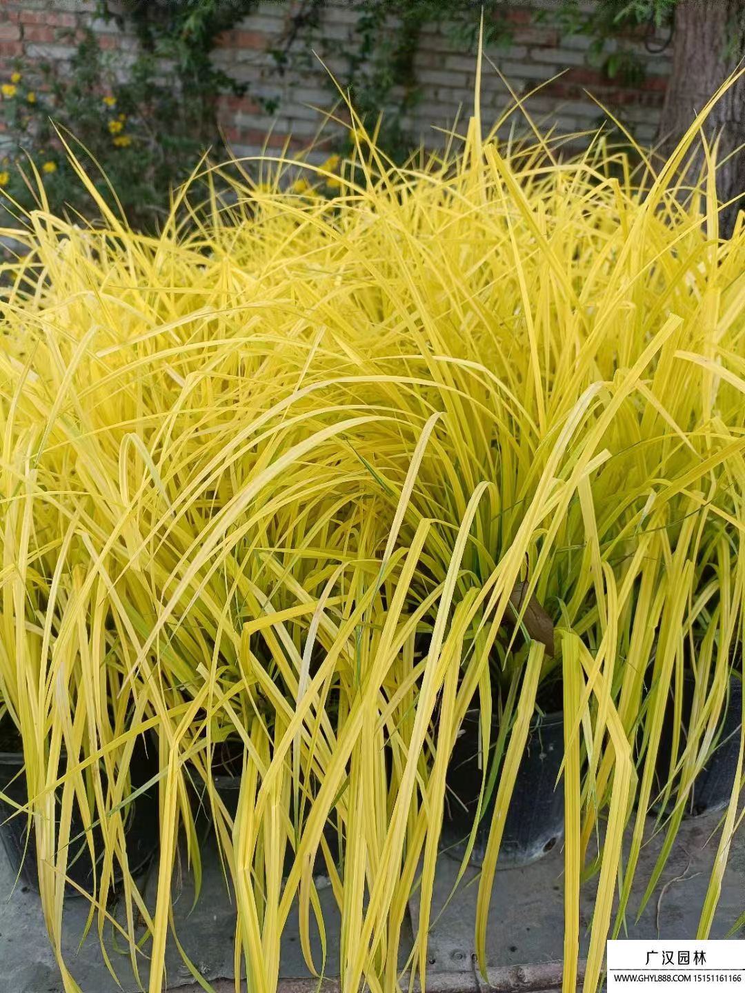 鮑爾斯金苔草