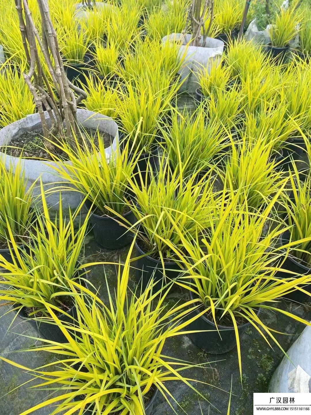 鮑爾斯金苔草