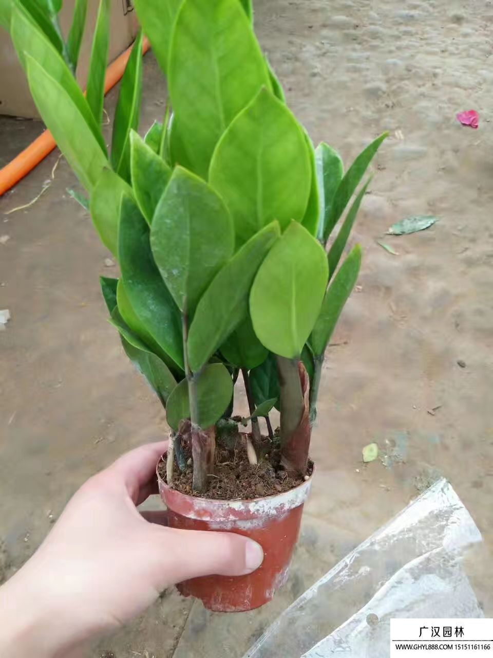金錢樹